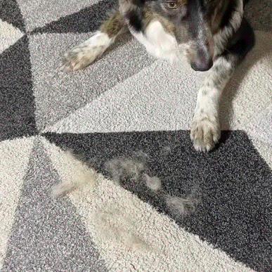 The Magic Brush™ - Buy 1 Get 1 Free